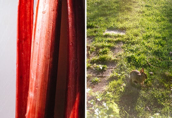 Rhubarb and bunny - cookieandkate.com